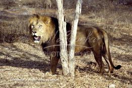 Image du Maroc Professionnelle de  MAX un jeune lion de l'atlas âgé de 7 ans effectue sa première sortie de cage depuis sa naissance au zoo de Témara près de Rabat. Mardi 27 Avril 1999. (Photo / Abdeljalil Bounhar) 